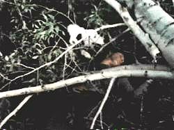 Abe pays the price for trying to rip-off Washington’s "Chopping down the Cherry Tree" bit.