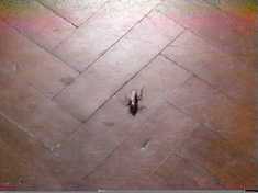 The principle example of the film’s dense symbolism entails the appearance of roaches...