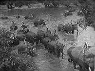 Cool! More Elephants!