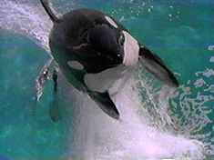 This is the natural happy state of a Killer Whale - unless somebody triggers their profound instinct for vengeance.