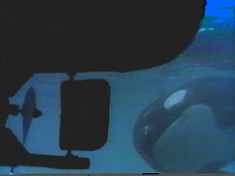 Nora the Whale runs into the ship’s propeller. This is the smartest animal in the world?