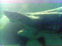 The mighty Orca smashes into a dangerous rubber shark...