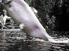 Movie Magic: Holding a prop fish close to the camera makes it appear "big."