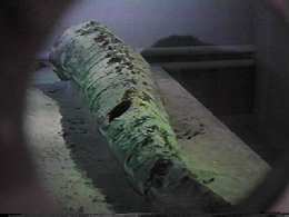 "This, perhaps, was our most amazing find.  This simple cannoli, found in an Egyptian pyramid after lying buried for over four thousand years, is still edible!" 