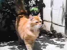 First stage: Real cat.